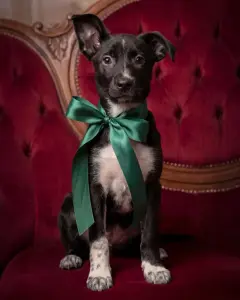 Собаке Крошечке очень нужен дом