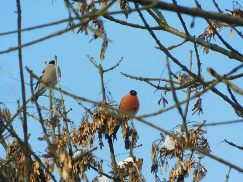 Фотоаппарат nikon b500