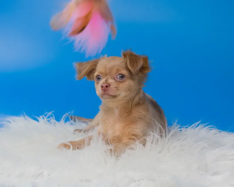 Собаки - Щенки чихуахуа - Вся Беларусь - Фото 7 Щенки чихуахуа - Вся Беларусь - 232950 - Доска объявлений Kupika.by - Фото 7