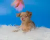 Собаки - Щенки чихуахуа - Вся Беларусь - Фото 7 Щенки чихуахуа - Вся Беларусь - 232950 - Доска объявлений Kupika.by - Фото 7