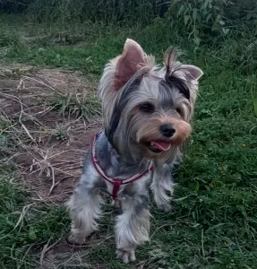 Щенки йоркширского терьера