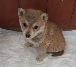 Щенки от домашней собаки в дар