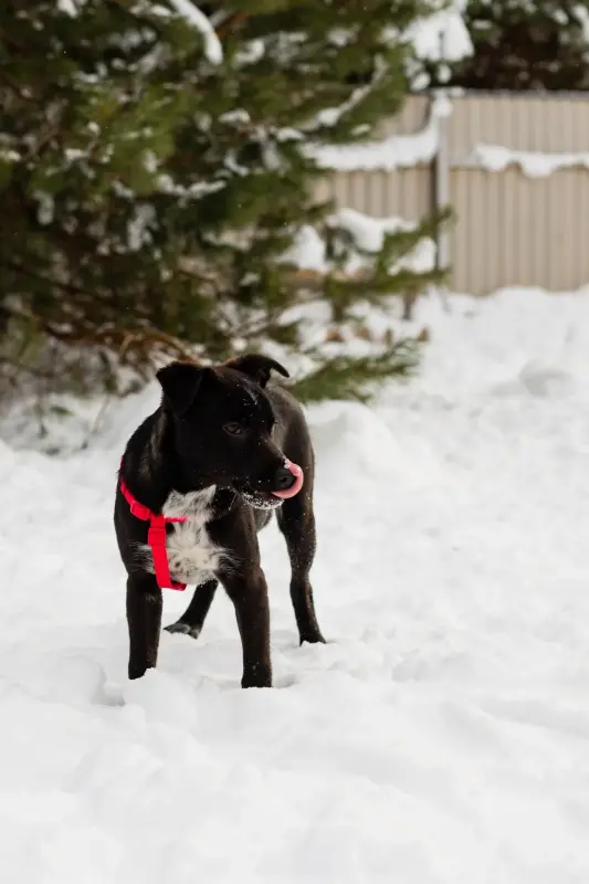 Собака Картошечка ищет дом