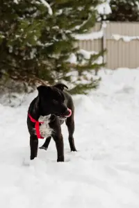 Собака Картошечка ищет дом