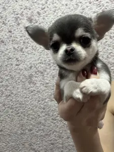 Девочка чихуахуа