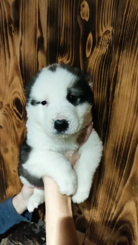 Щенки САО Алабай