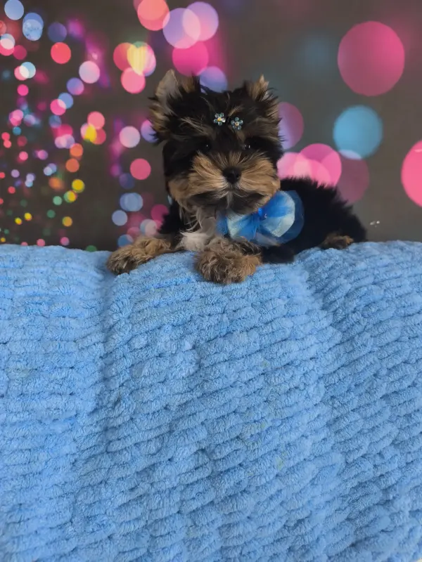 Собаки - Очень красивый мальчик щенок - Вся Беларусь - Фото 3 Очень красивый мальчик щенок - Вся Беларусь - 234867 - Доска объявлений Kupika.by - Фото 3