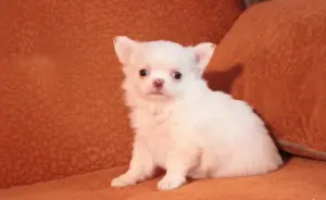 Щенки чихуахуа