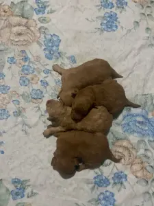 Шоколадные щенки мальтипу на февраль