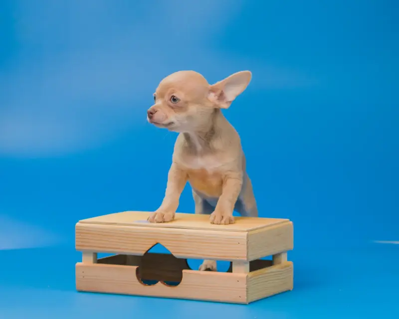 Собаки - Щенки чихуахуа - Вся Беларусь - Фото 11 Щенки чихуахуа - Вся Беларусь - 232950 - Доска объявлений Kupika.by - Фото 11