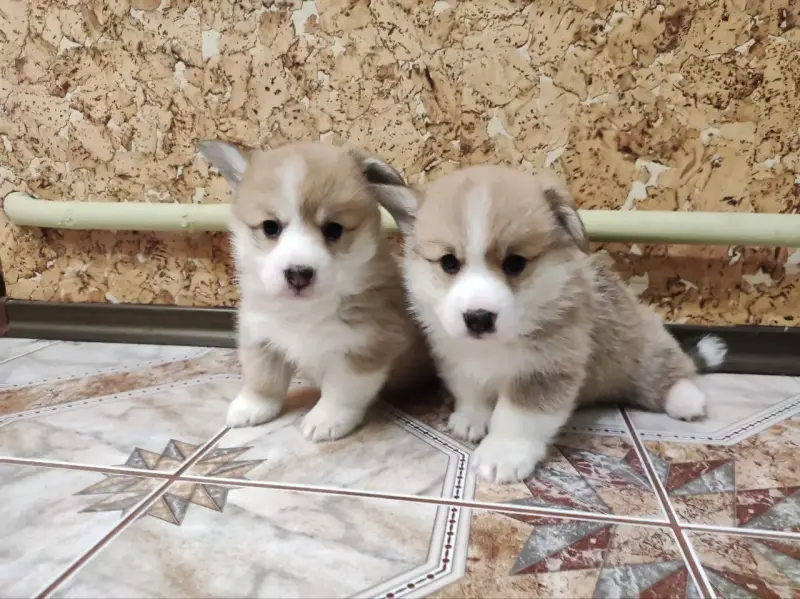 Корги щенки - Вся Беларусь - 234798 - Доска объявлений Kupika.by - Фото 2