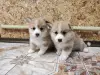 Корги щенки - Вся Беларусь - 234798 - Доска объявлений Kupika.by - Фото 2