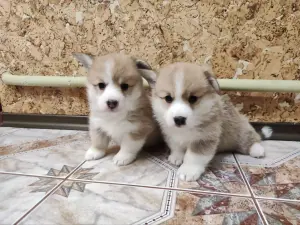 Корги щенки