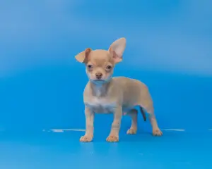 Щенки чихуахуа