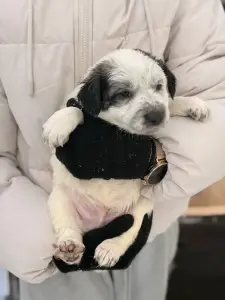 Щенки, щенок в дар!