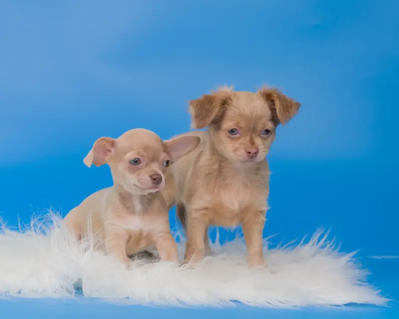 Собаки - Щенки чихуахуа - Вся Беларусь - Фото 9 Щенки чихуахуа - Вся Беларусь - 232950 - Доска объявлений Kupika.by - Фото 9