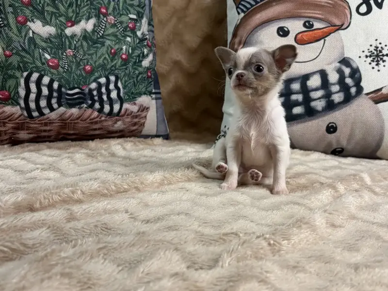 Чихуахуа мини девочка - Вся Беларусь - 232977 - Доска объявлений Kupika.by - Фото 3