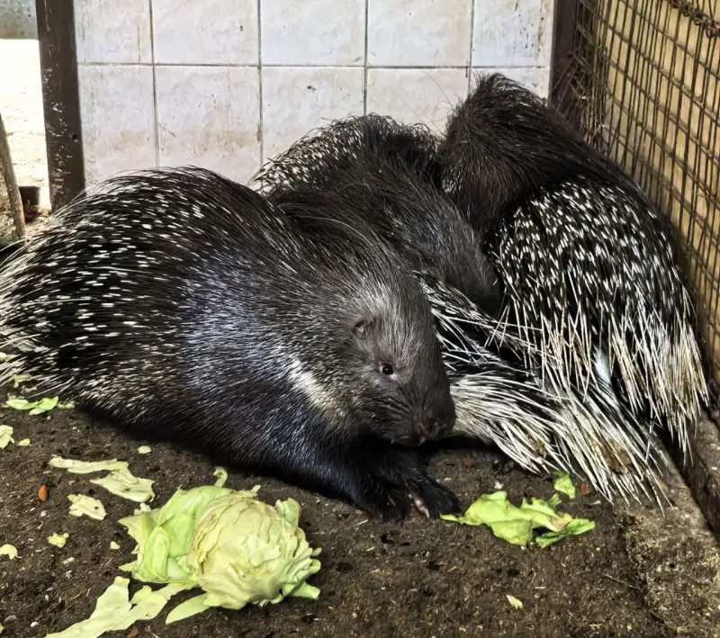 Другие животные - Дикобразы индийские - Вся Беларусь Дикобразы индийские - Вся Беларусь - 232034 - Доска объявлений Kupika.by