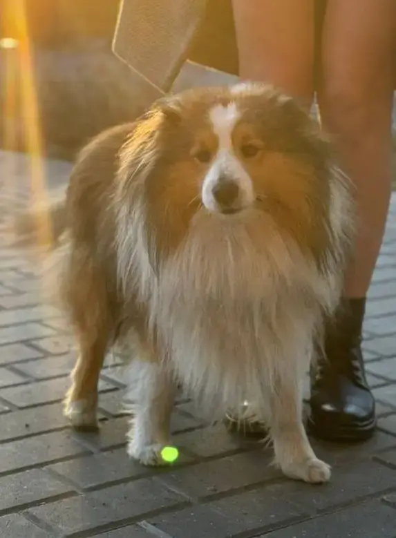 Собаки - Пропала собака - Вся Беларусь - Фото 4 Пропала собака - Вся Беларусь - 234352 - Доска объявлений Kupika.by - Фото 4