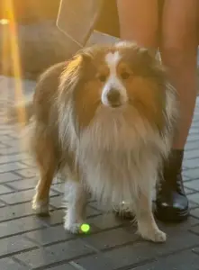 Пропала собака