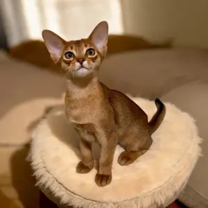 Абиссинский котёнок, мальчик