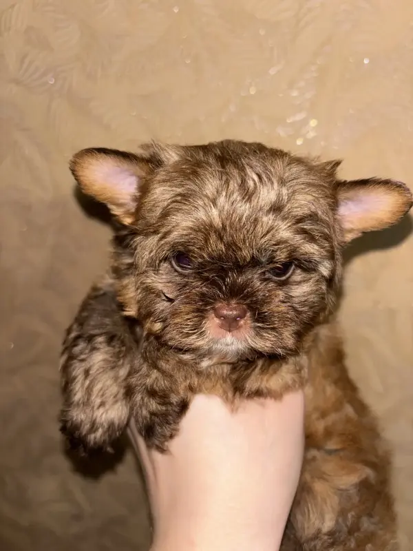 Собаки - Малыш цветного Йорка - Вся Беларусь Малыш цветного Йорка - Вся Беларусь - 234093 - Доска объявлений Kupika.by