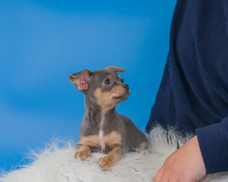 Собаки - Щенки чихуахуа - Вся Беларусь - Фото 10 Щенки чихуахуа - Вся Беларусь - 232950 - Доска объявлений Kupika.by - Фото 10