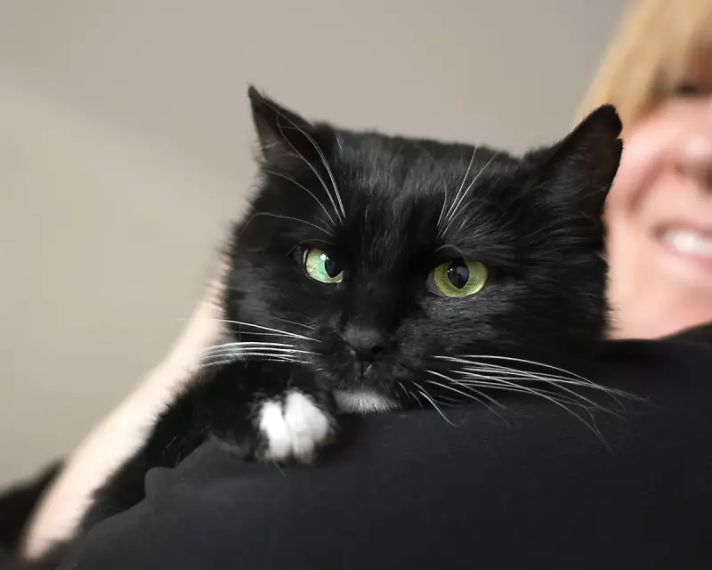 Черная кошка Тася в дар! Ищет дом!