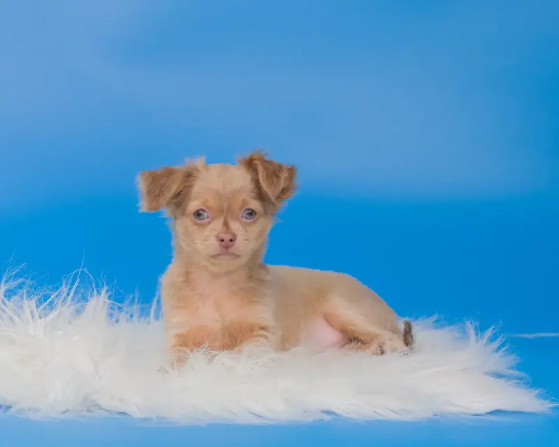 Собаки - Щенки чихуахуа - Вся Беларусь - Фото 13 Щенки чихуахуа - Вся Беларусь - 232950 - Доска объявлений Kupika.by - Фото 13