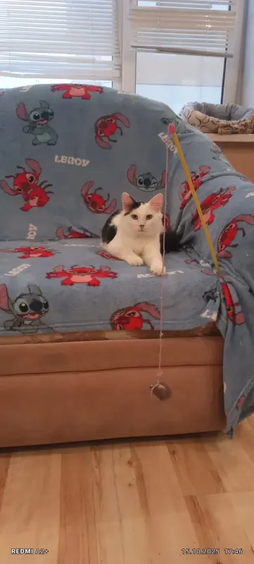 Беляшик 7 месяцев кастрирован