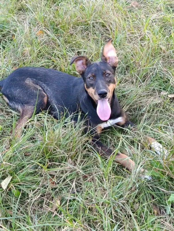 Собака - Вся Беларусь - 232166 - Доска объявлений Kupika.by - Фото 2