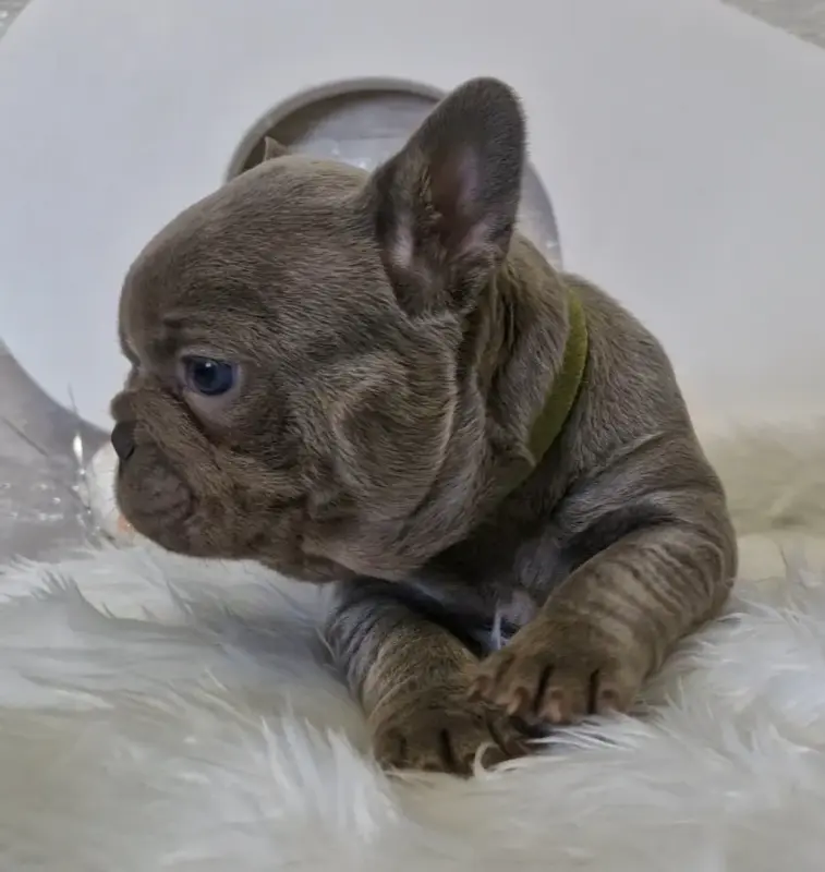 Собаки - французский бульдог в голубом окрасе - Вся Беларусь французский бульдог в голубом окрасе - Вся Беларусь - 232141 - Доска объявлений Kupika.by