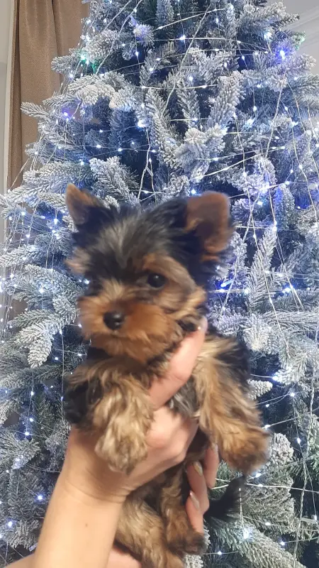 Йоркширский терьер - Вся Беларусь - 232379 - Доска объявлений Kupika.by - Фото 2