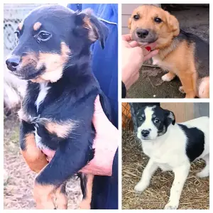 Щенки в поиске домов