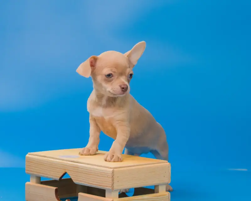 Собаки - Щенки чихуахуа - Вся Беларусь - Фото 6 Щенки чихуахуа - Вся Беларусь - 232950 - Доска объявлений Kupika.by - Фото 6