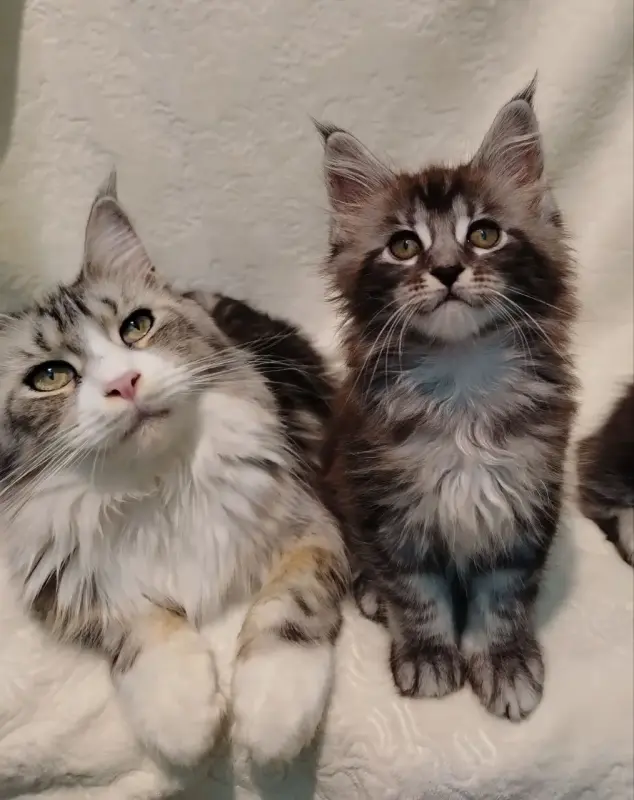 Котята мейн‑куна — маленькие аристократы ищут дом! - Вся Беларусь - 234535 - Доска объявлений Kupika.by - Фото 3