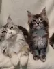 Котята мейн‑куна — маленькие аристократы ищут дом! - Вся Беларусь - 234535 - Доска объявлений Kupika.by - Фото 3