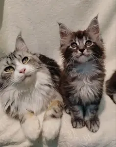 Котята мейн‑куна — маленькие аристократы ищут дом!