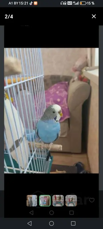 Волнистый попугай, девочка 3 месяца - Вся Беларусь - 233302 - Доска объявлений Kupika.by - Фото 2