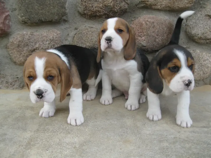 Щенки бигля - Вся Беларусь - 234804 - Доска объявлений Kupika.by - Фото 2