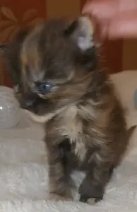 Мейн-кун девочки