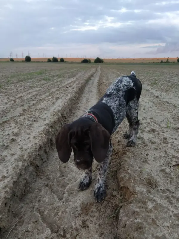 Собака - Дрогичин - 232745 - Доска объявлений Kupika.by - Фото 5