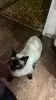 сиамские котята - Вся Беларусь - 232574 - Доска объявлений Kupika.by