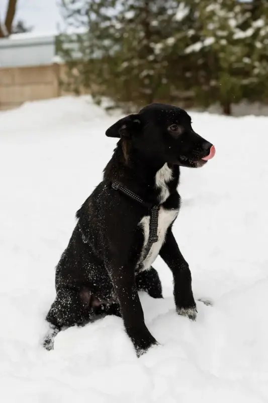 Собака Стрелочка ищет дом