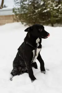 Собака Стрелочка ищет дом