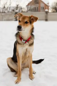 Собака Жучок ждет свою семью (в дар)