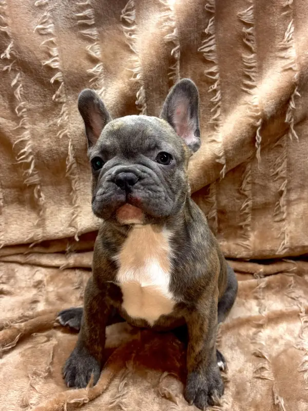 Щенки французского бульдога - Вся Беларусь - 234338 - Доска объявлений Kupika.by - Фото 2