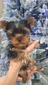 Йоркширский терьер