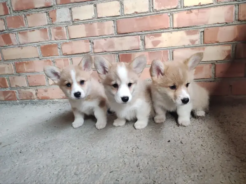Корги продажа щенки