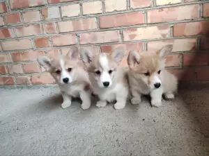 Корги продажа щенки